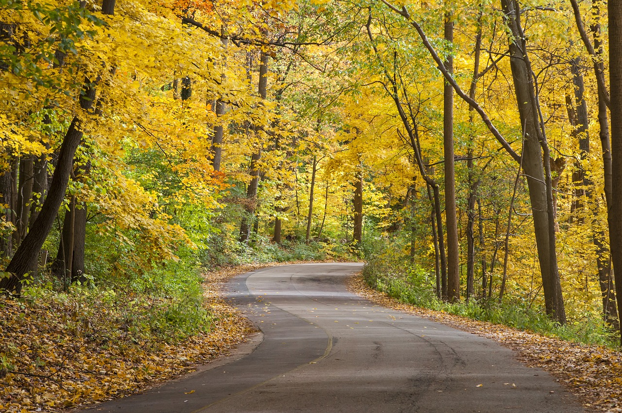 fall golden leaves free photo