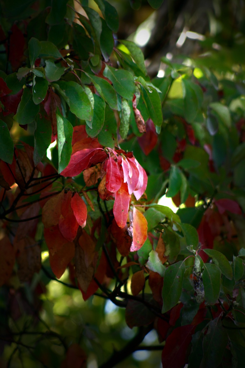 fall leaves red autumn leaves free photo