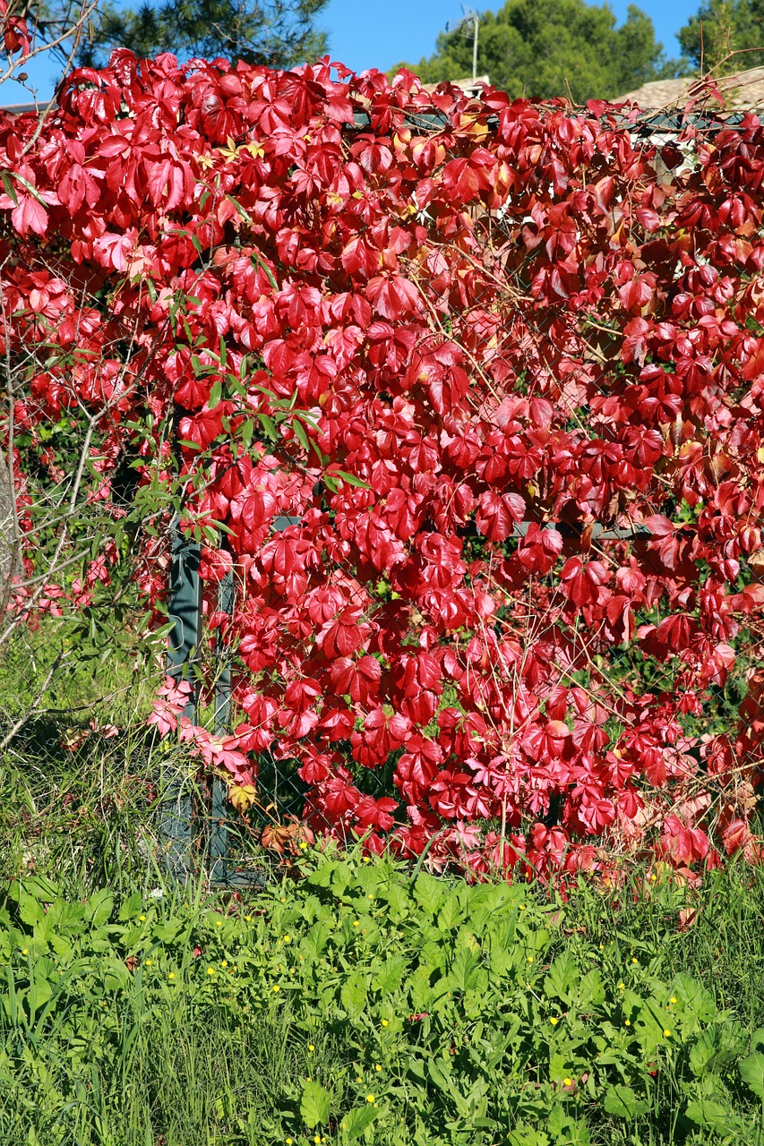 fall foliage nature free photo