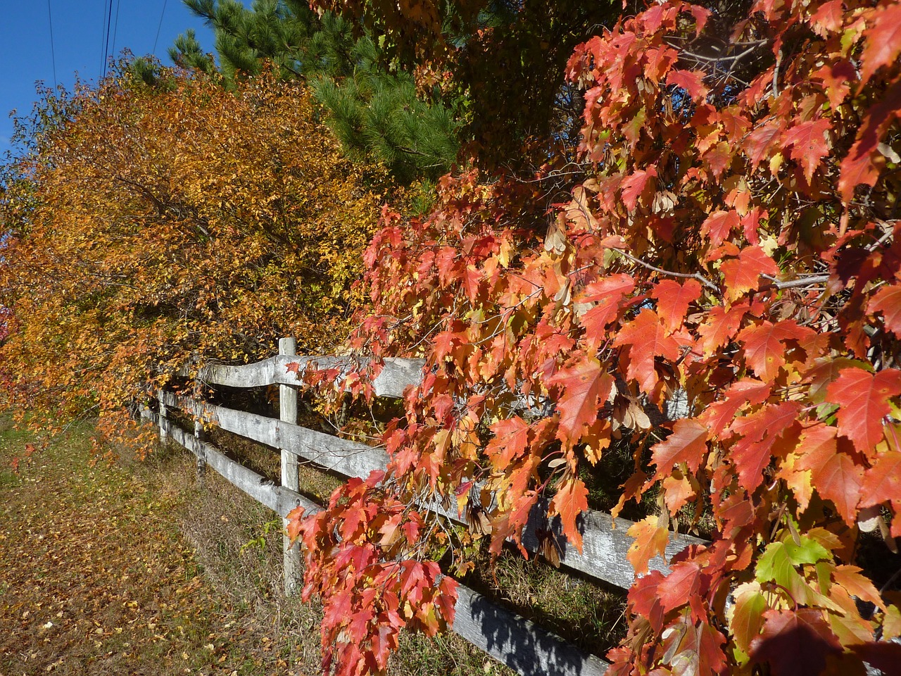 fall autumn orange free photo