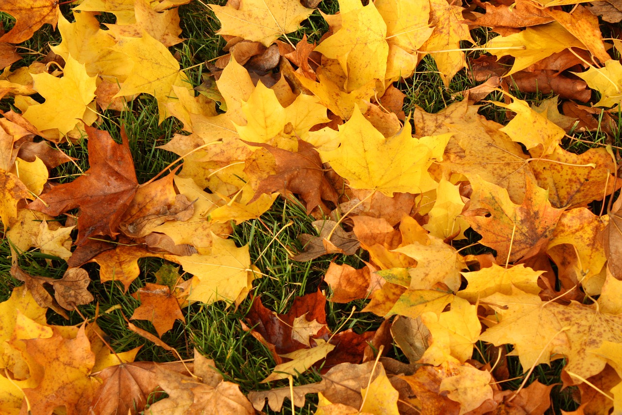 fall autumn yellow free photo