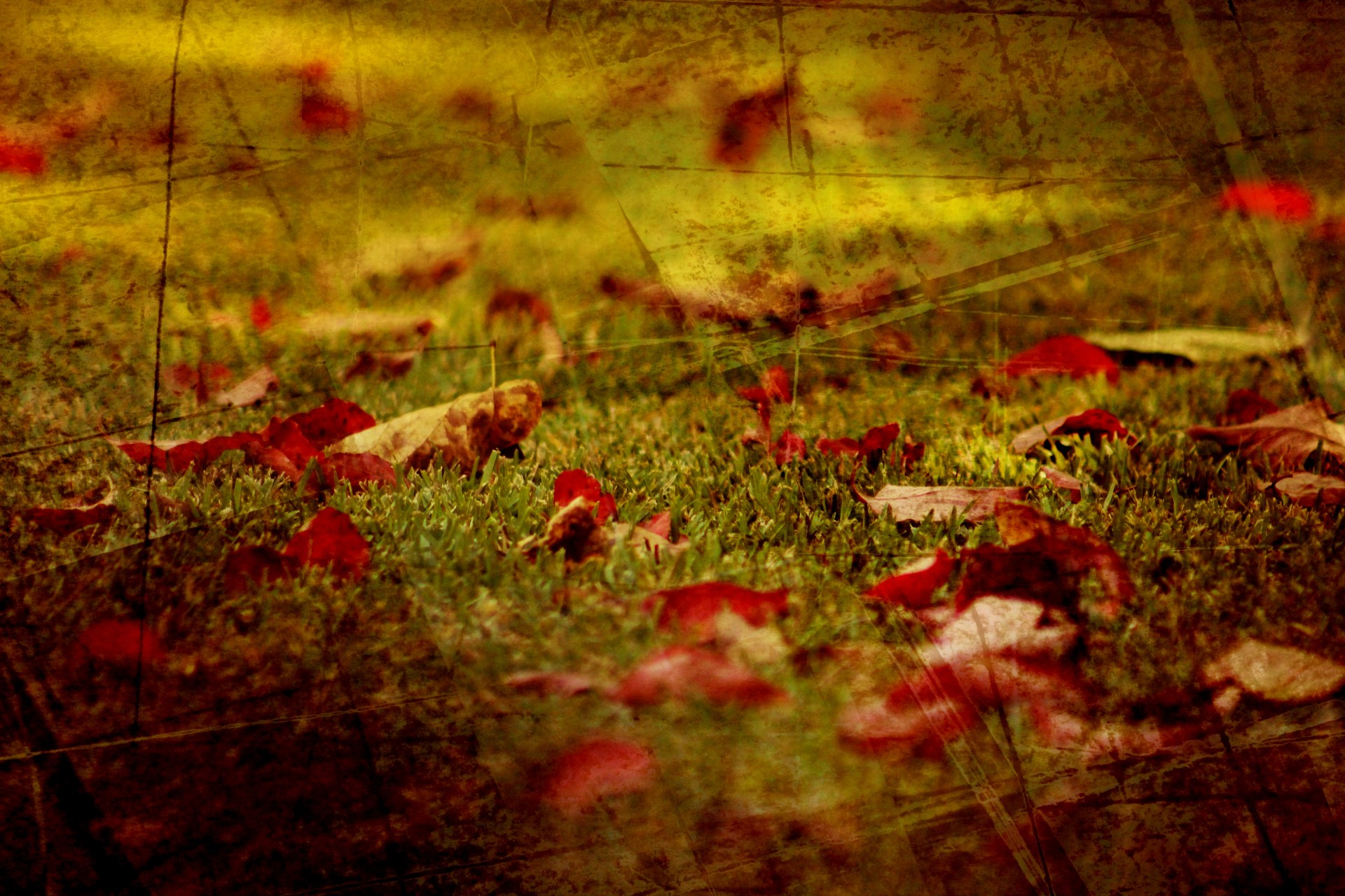 grass lawn leaves free photo