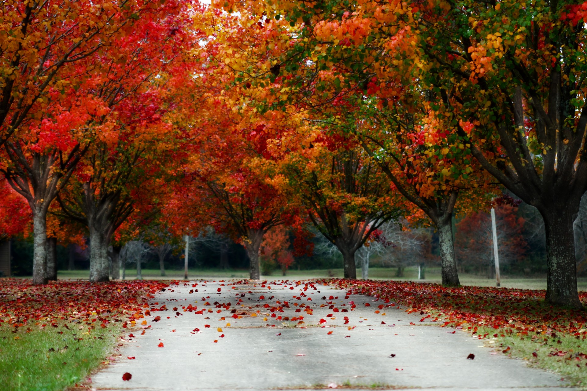 fall trees color free photo