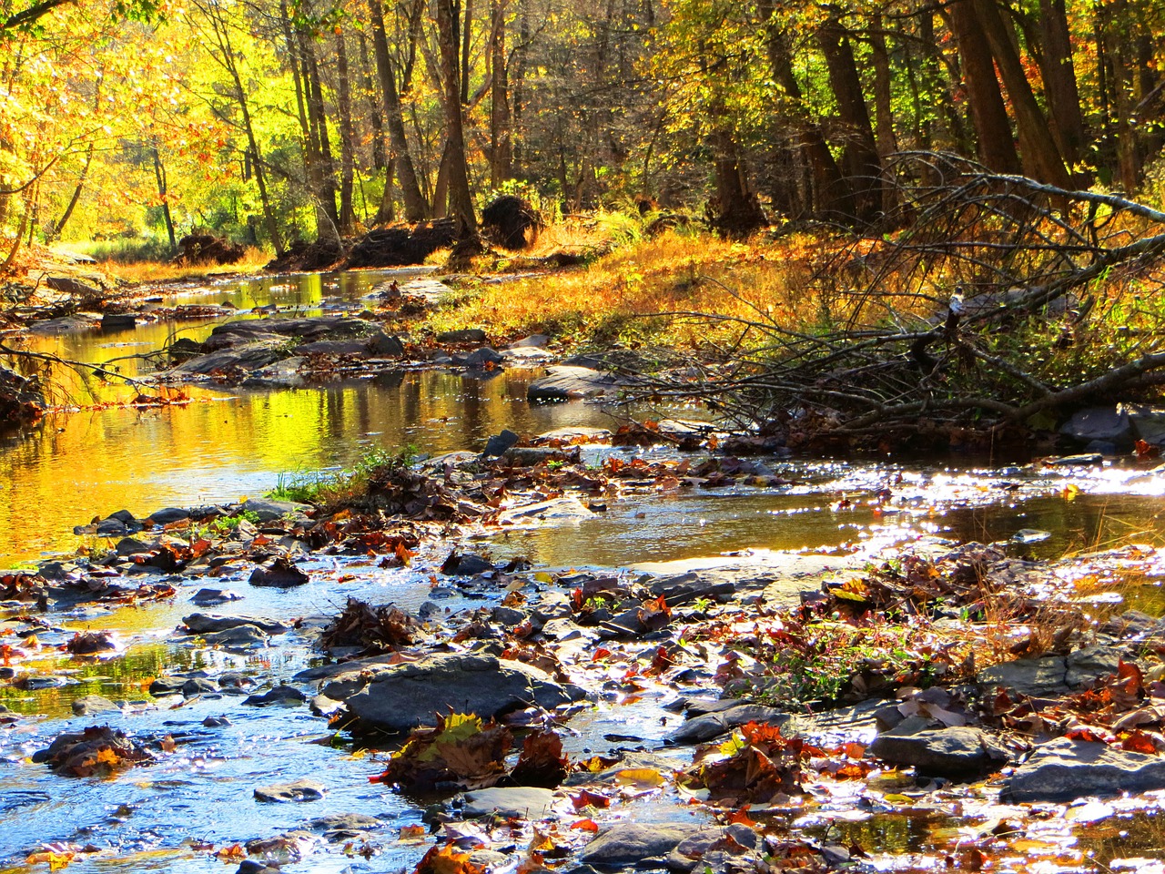 babbling creek autumn trees brook free photo