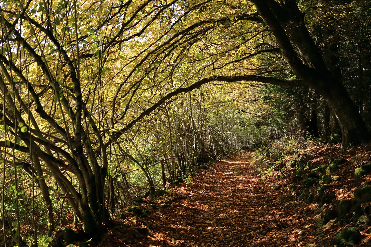 fall forest autumn landscape free photo