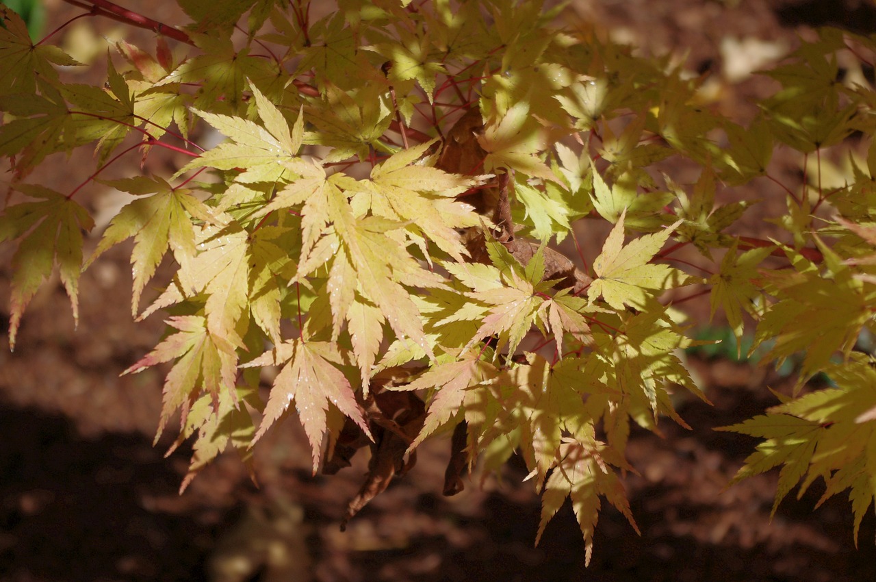 fall leaves gold free photo