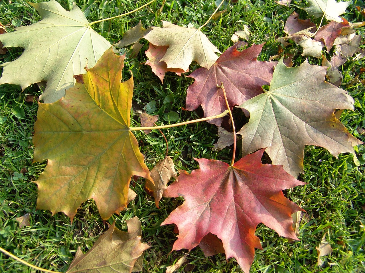 fall leaves soil free photo