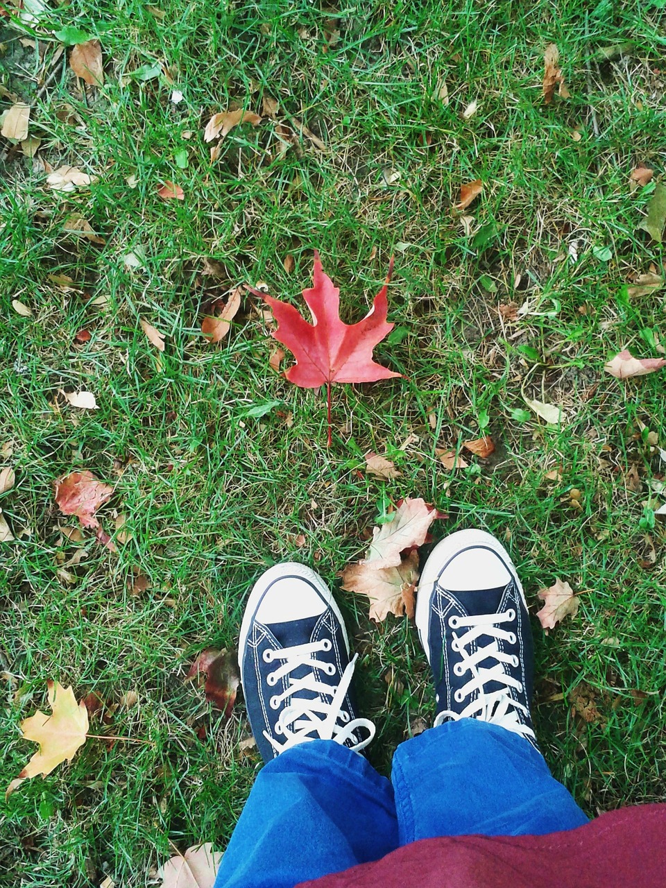 fall autumn leaves free photo