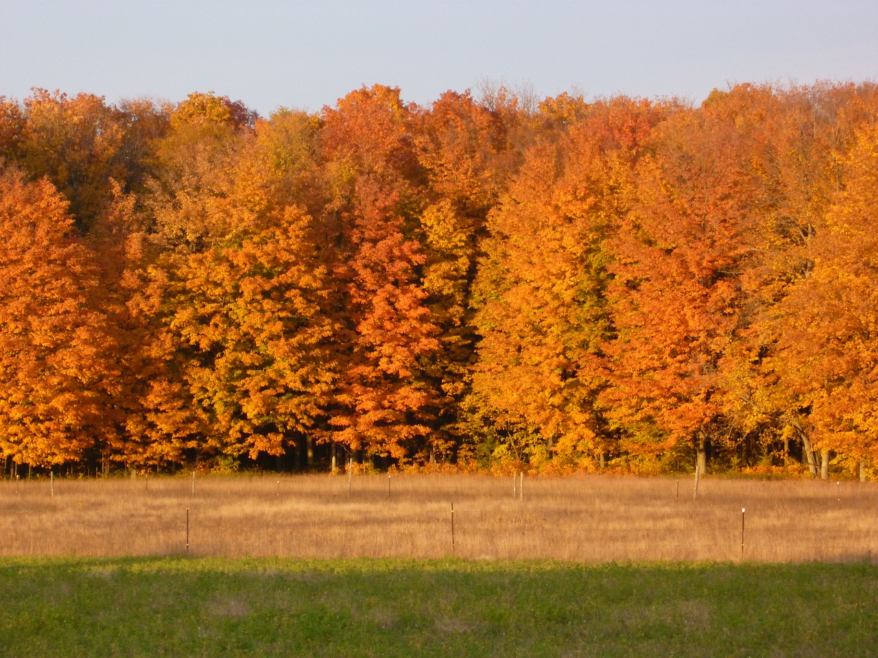 fall leaves trees free photo