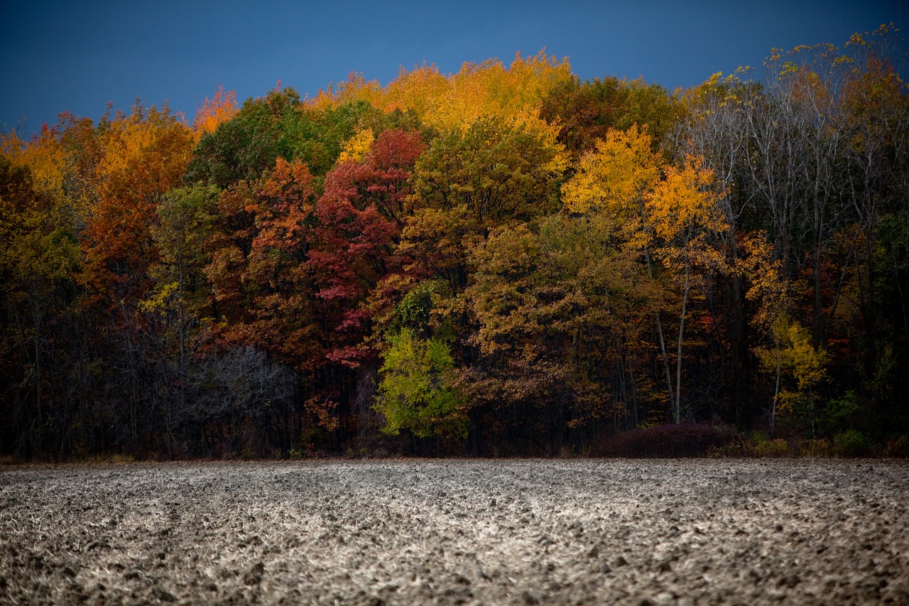 fall autumn leaves free photo