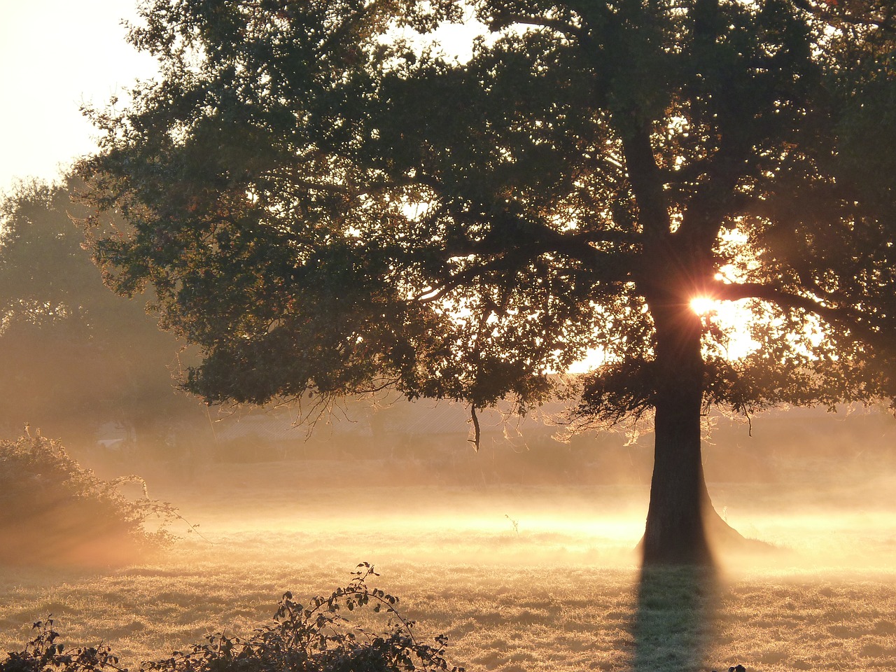 fall mist sun free photo