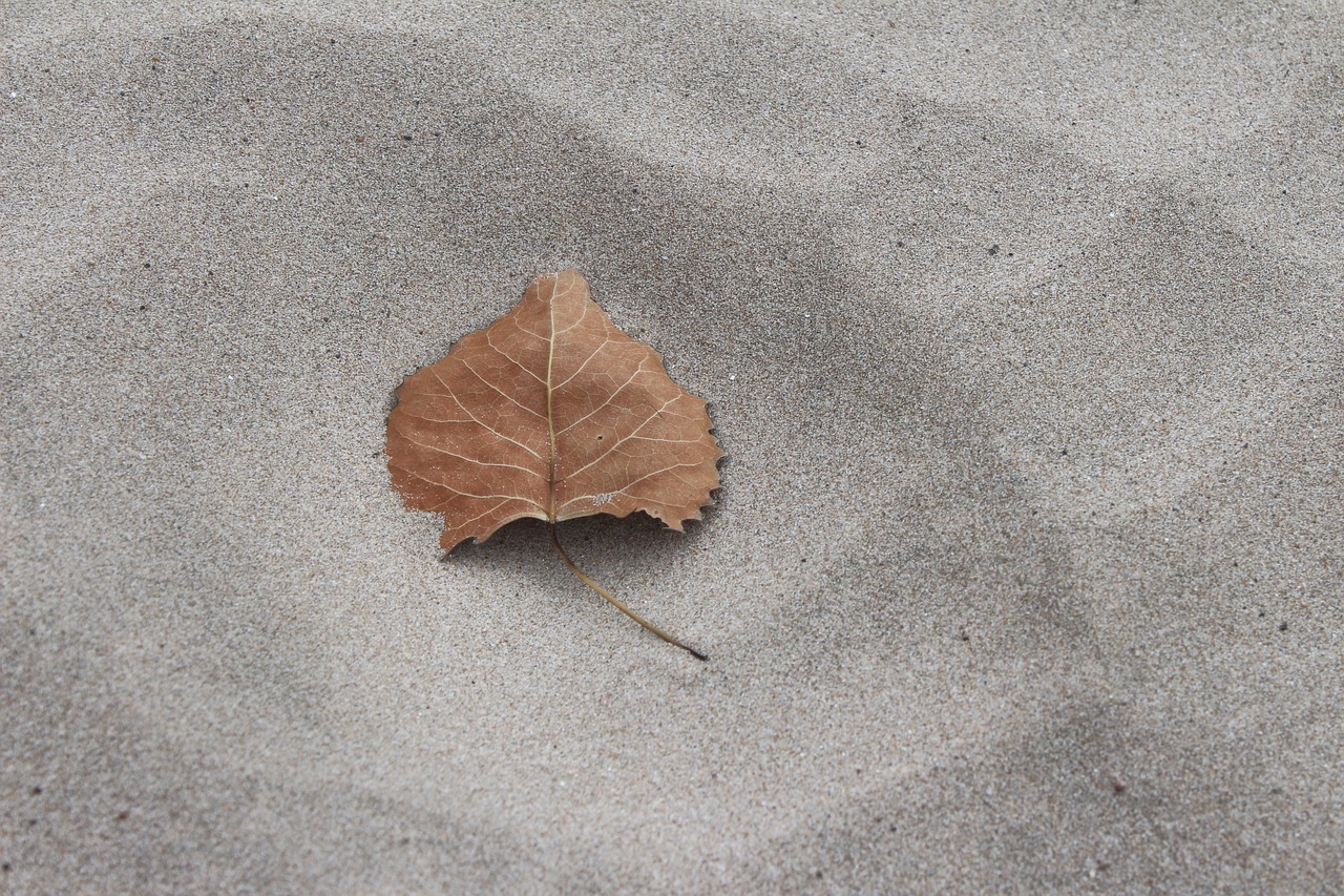 fall leaf sand free photo