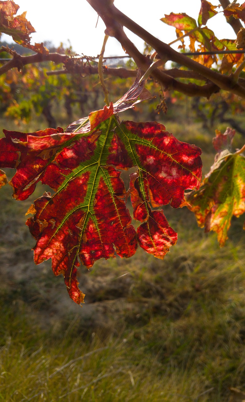 fall leaf vine free photo