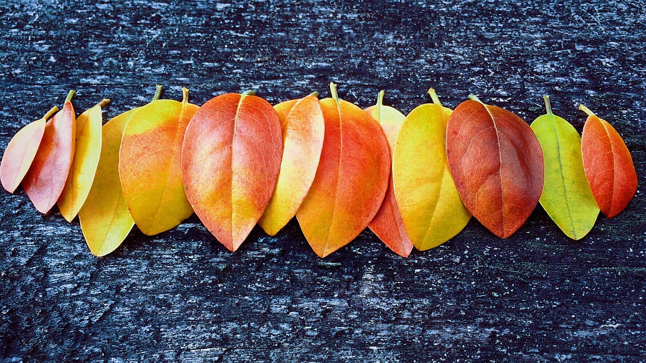 fall autumn leaves free photo