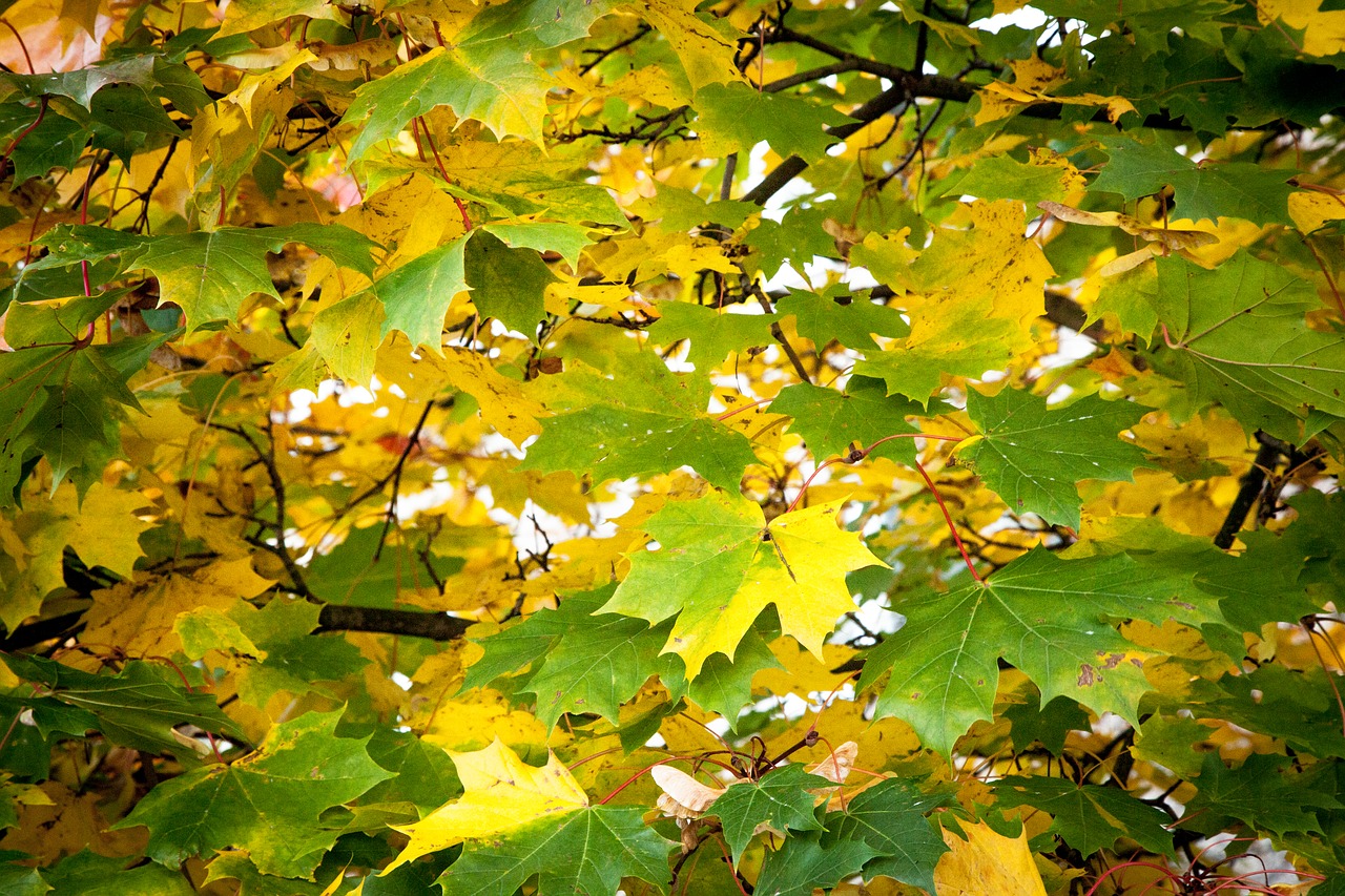 fall leaves green free photo