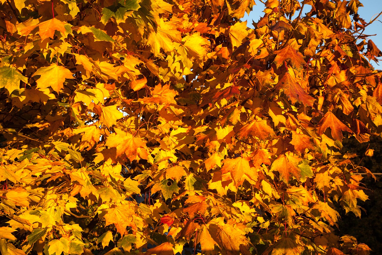 fall leaves orange free photo