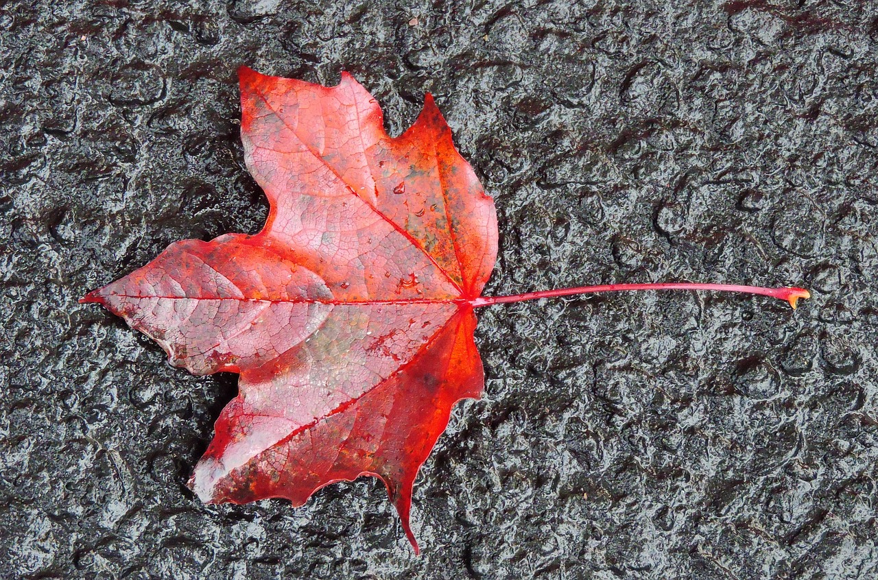 fall leaf autumn free photo