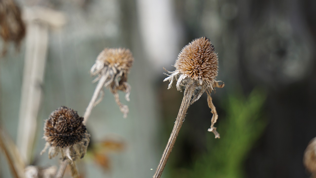 fall flowers nature free photo