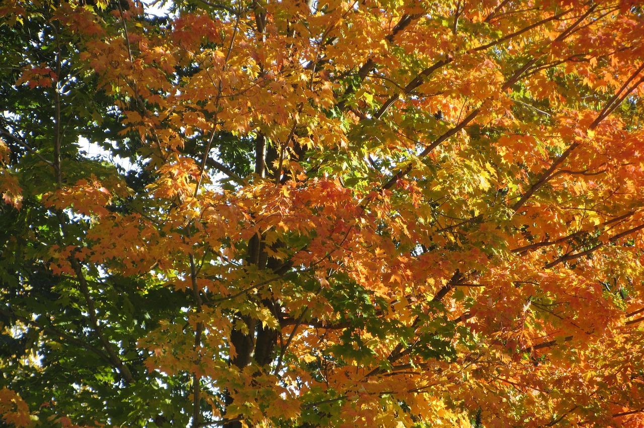 fall leaves orange free photo