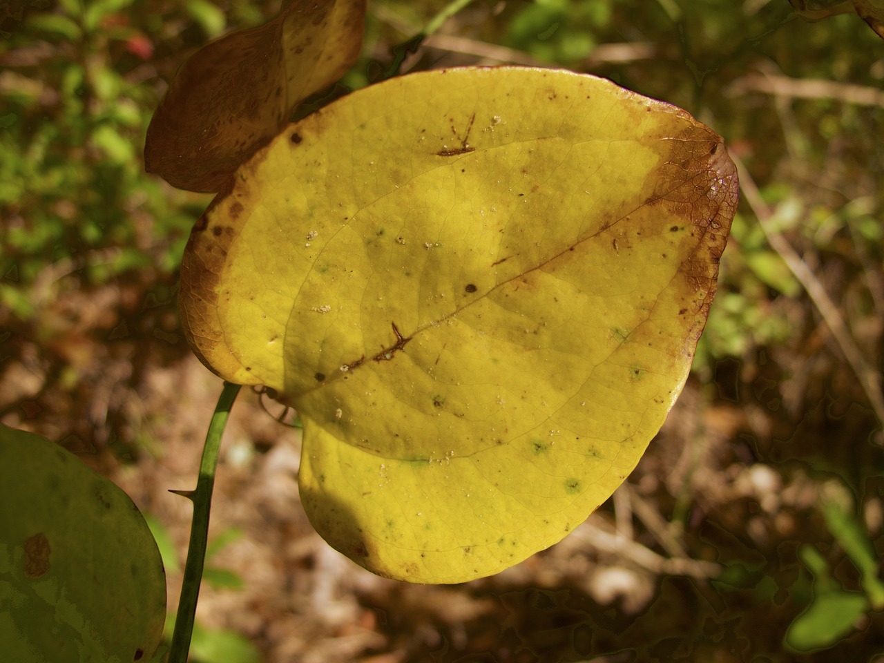 fall autumn leaf free photo