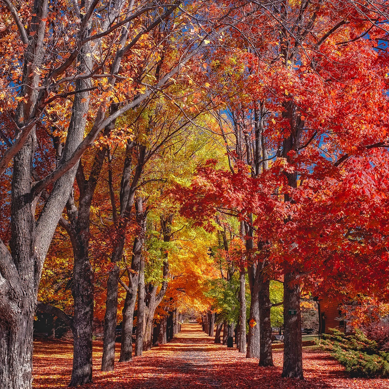 fall autumn trees free photo