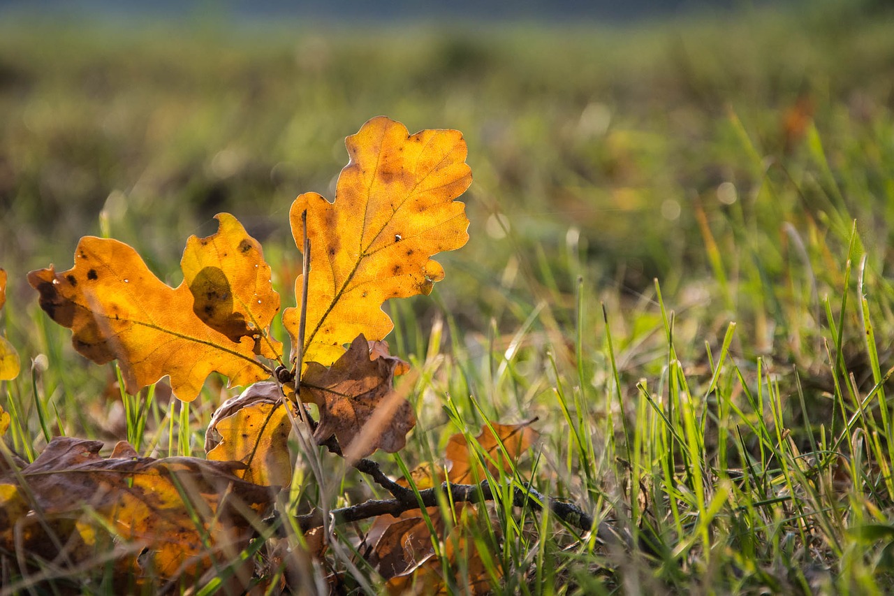 fall leaf golden autumn free photo