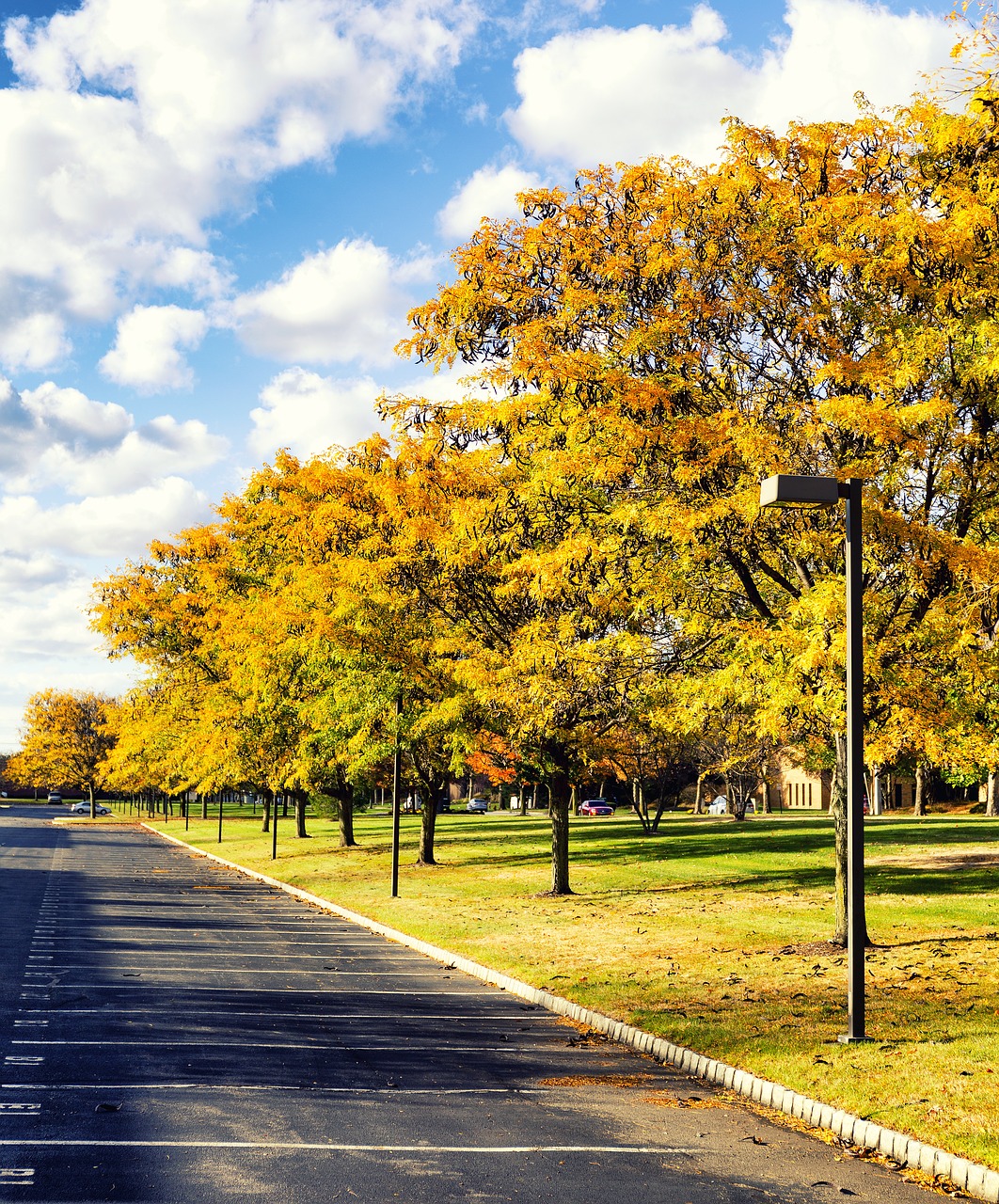 fall foliage autumn free photo