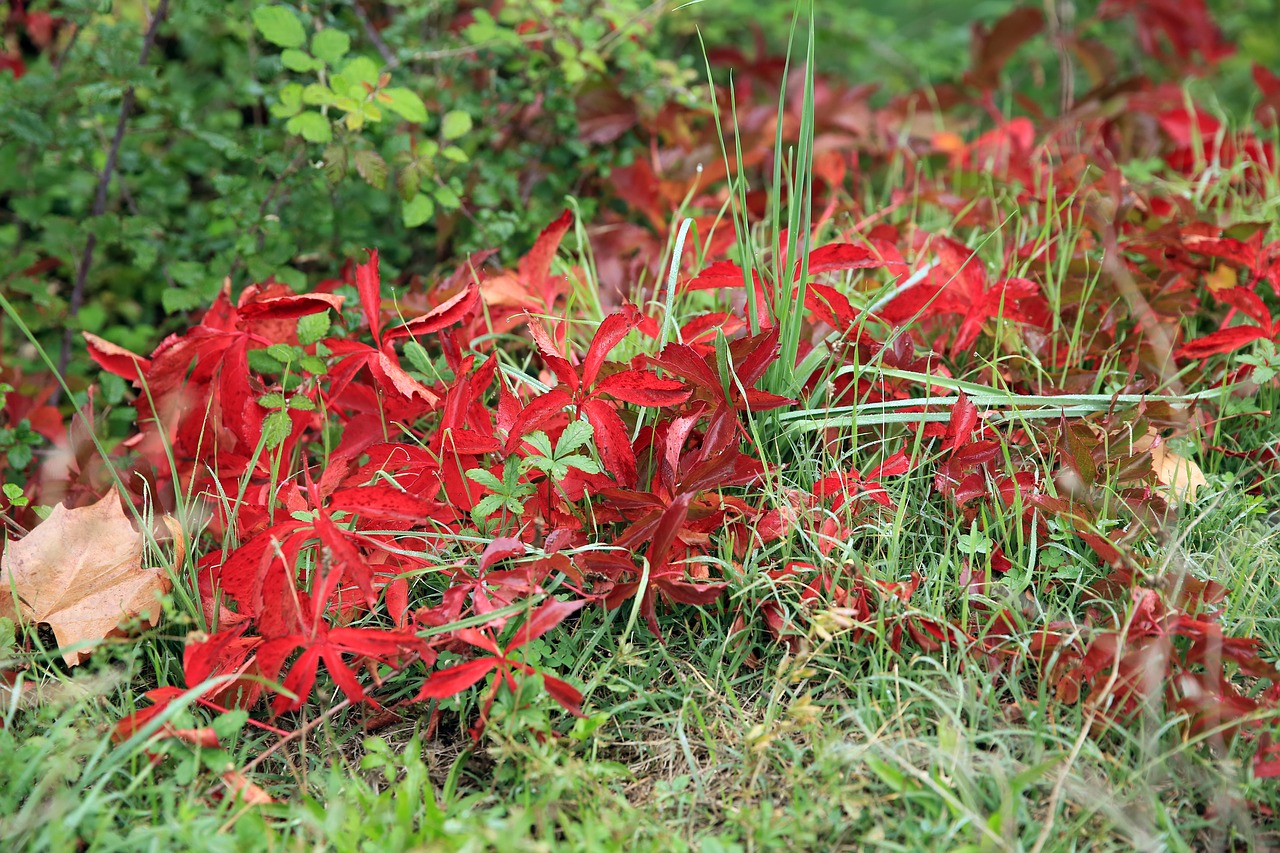 fall red nature free photo