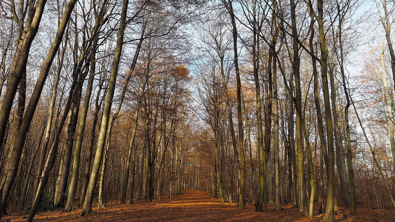 fall forest trees free photo