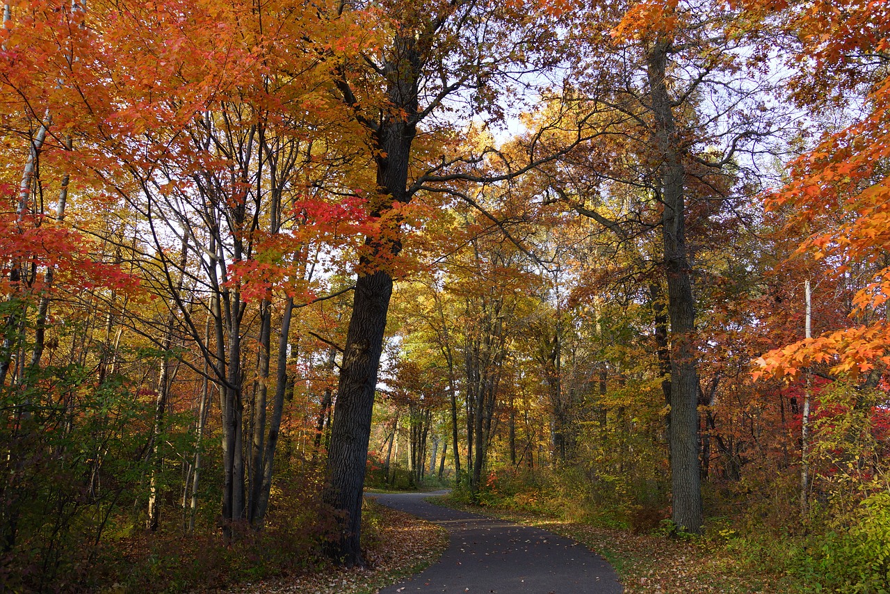 fall trail autumn free photo