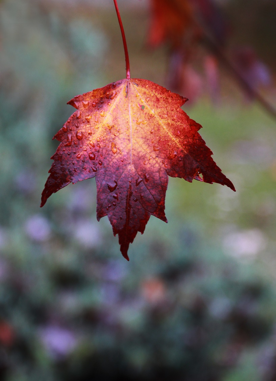 fall leaf color free photo