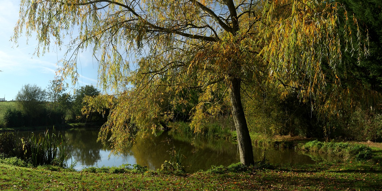 fall weeping willow pond free photo