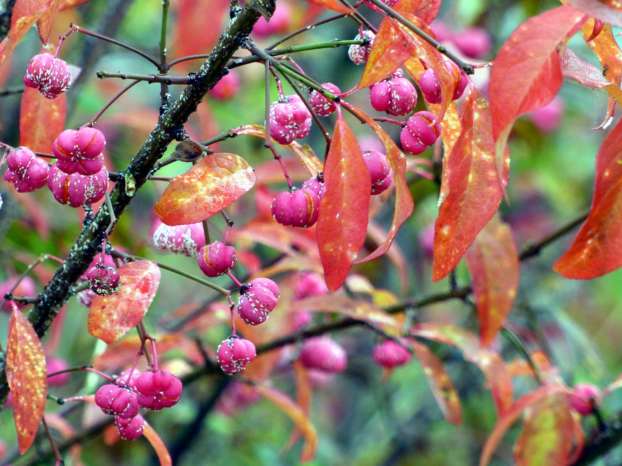 fall berries pink free photo