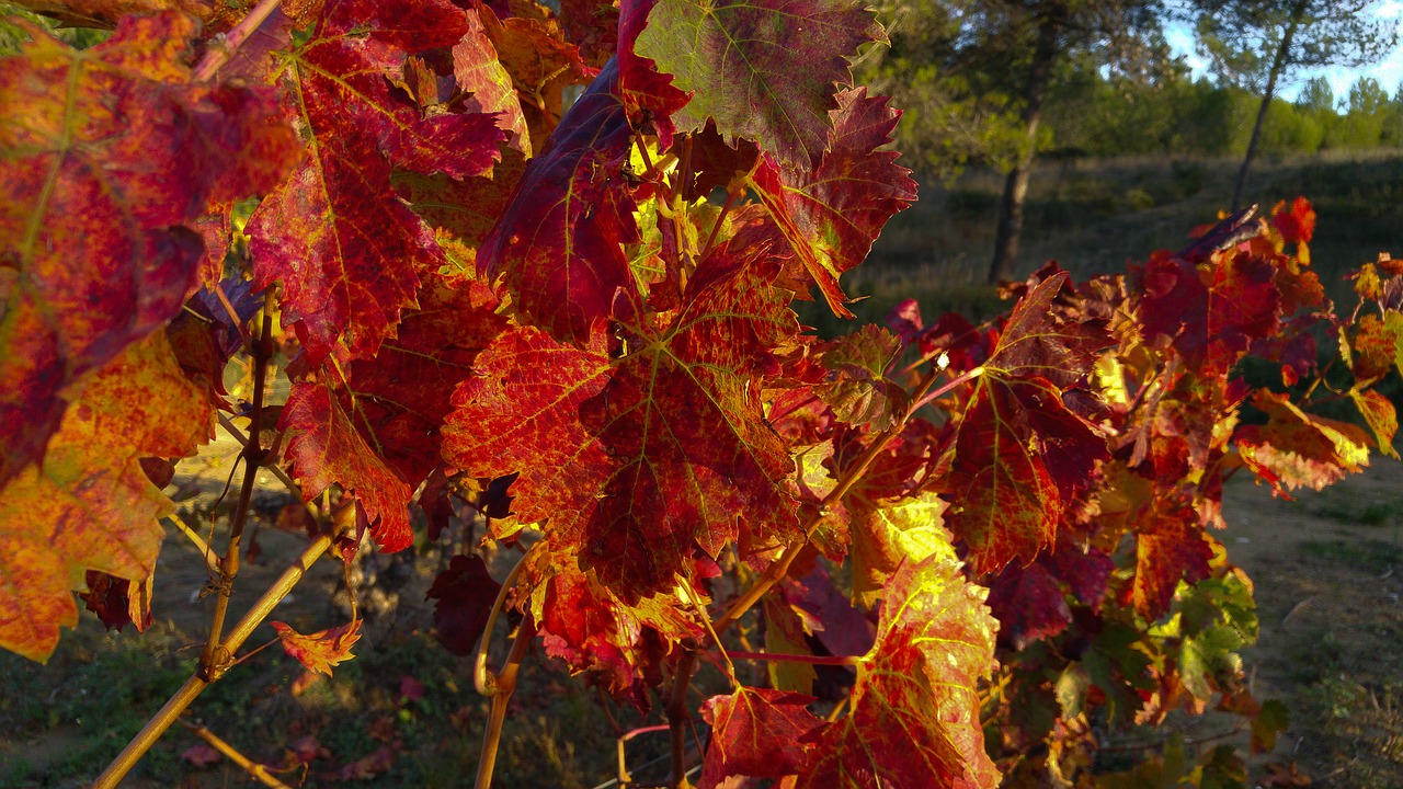 fall vine vineyard free photo