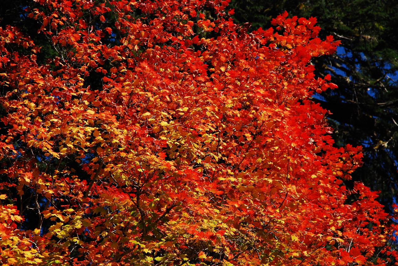 fall fall leaves orange free photo