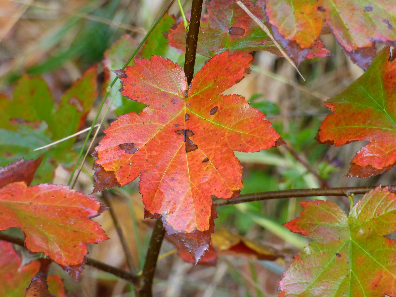 fall leaves color free photo