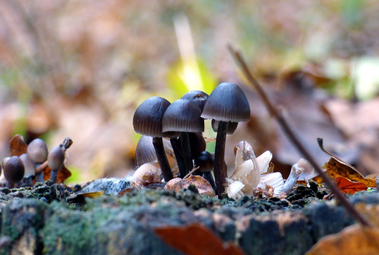 fall mushrooms forest free photo