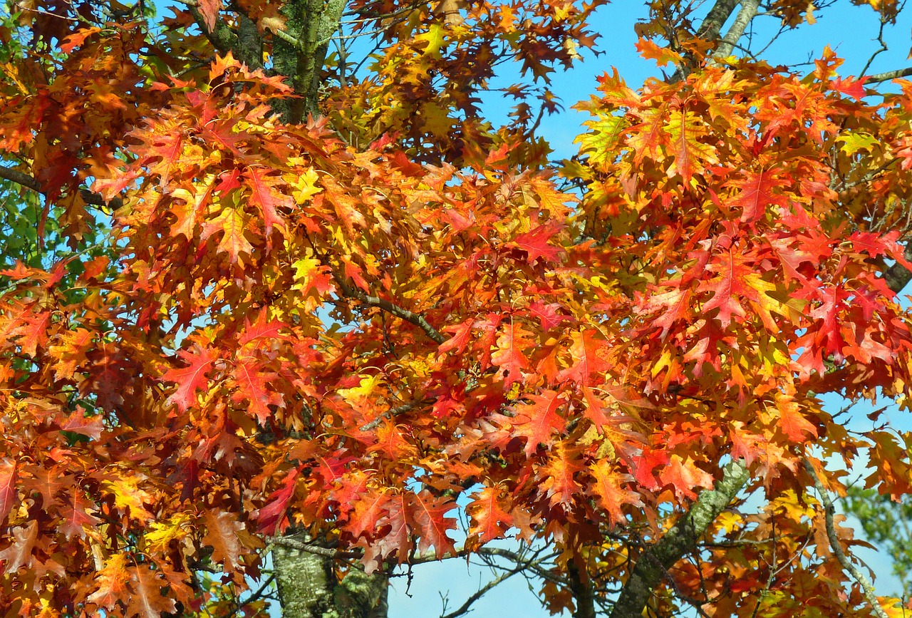 fall colors autumn leaves free photo