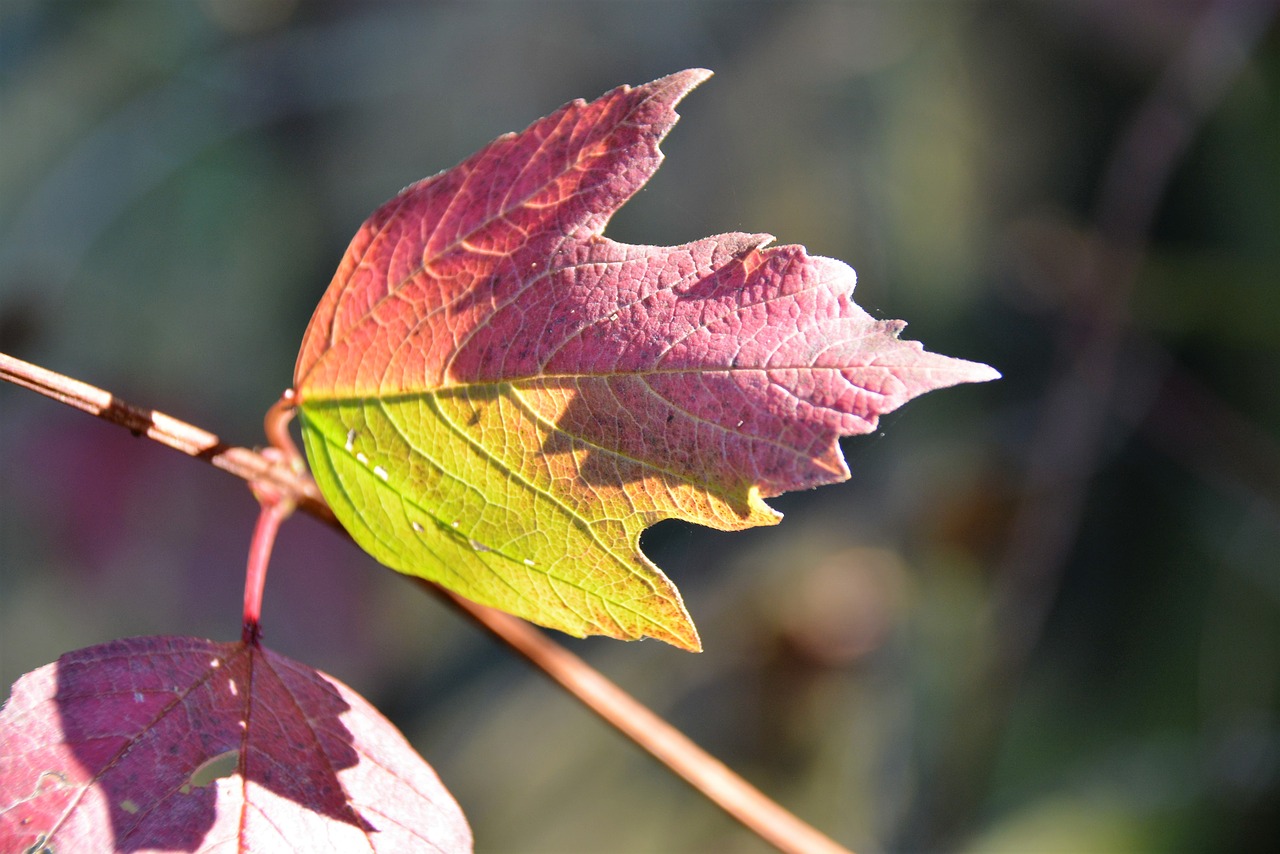 fall leaves light free photo