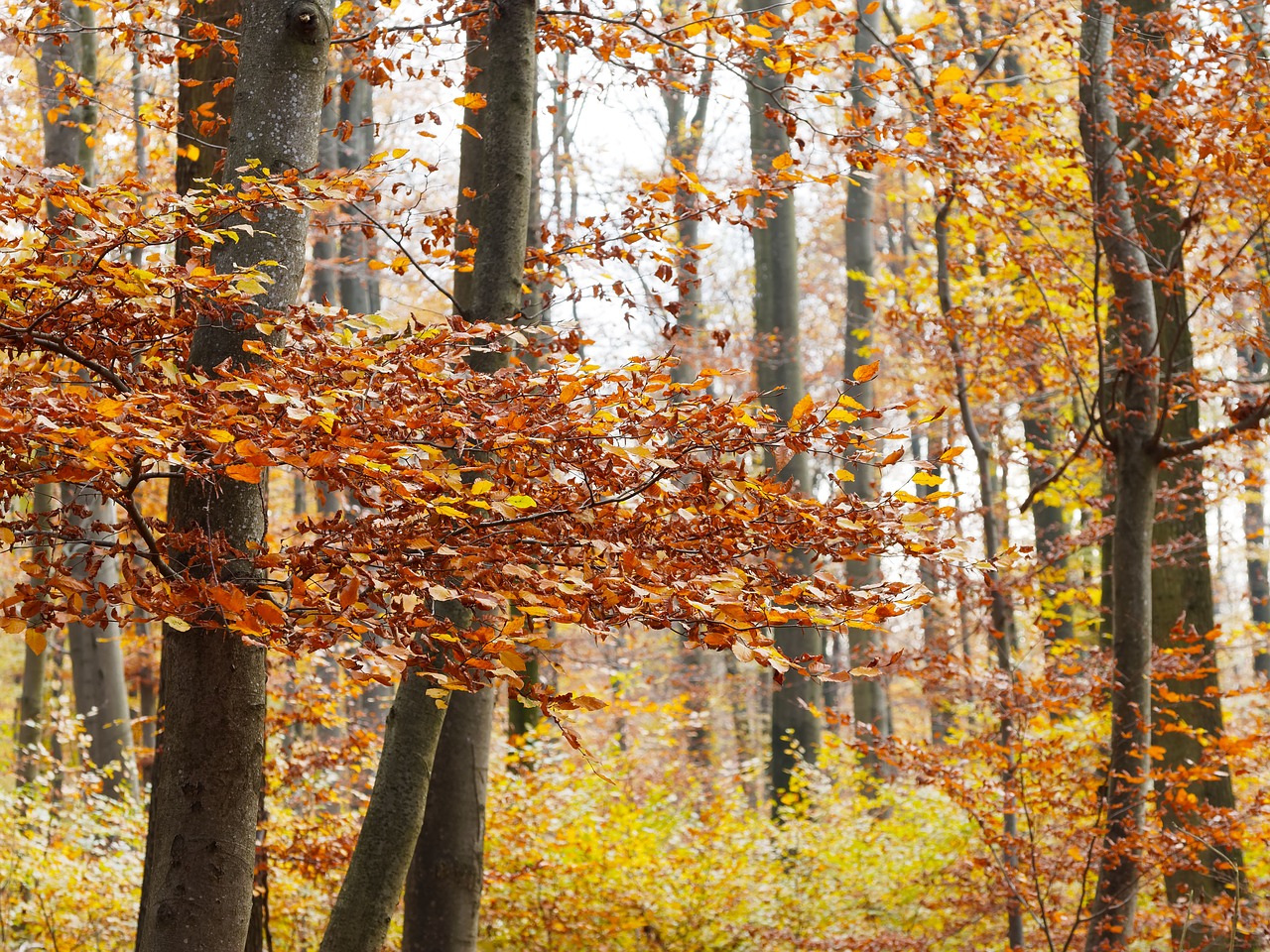 fall foliage nature free photo