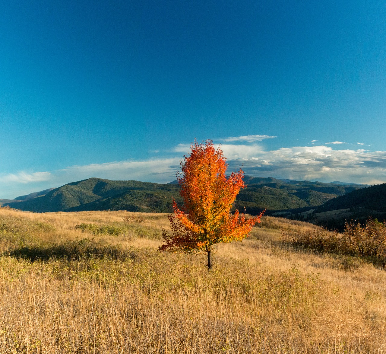 fall grass nature free photo