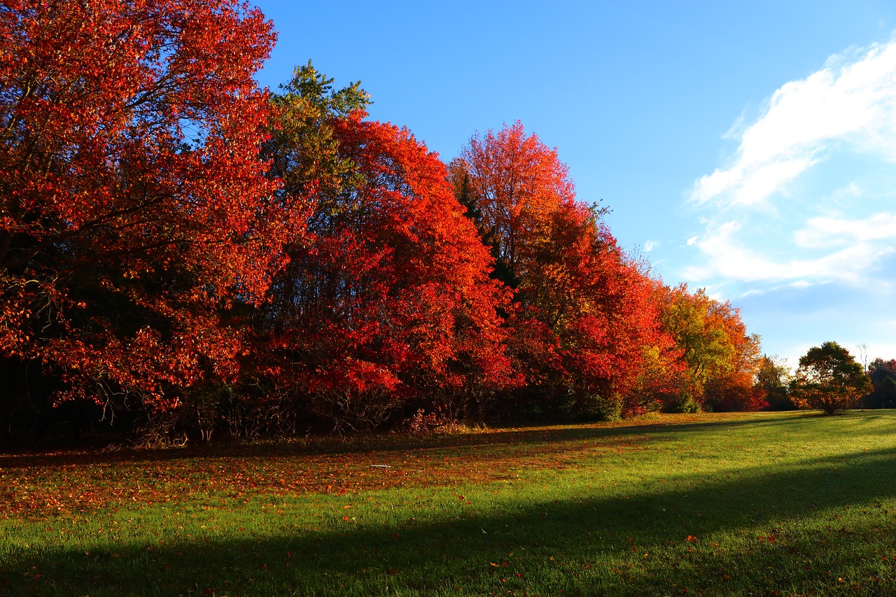 fall autumn leaves free photo