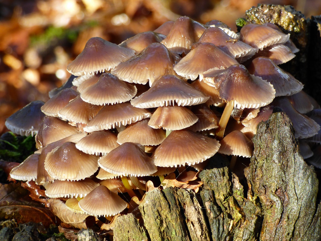 fall mushrooms strain free photo