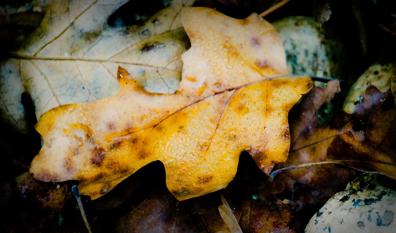 fall forrest leaf free photo