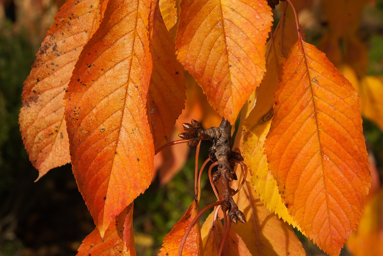 fall cherry leaves free photo