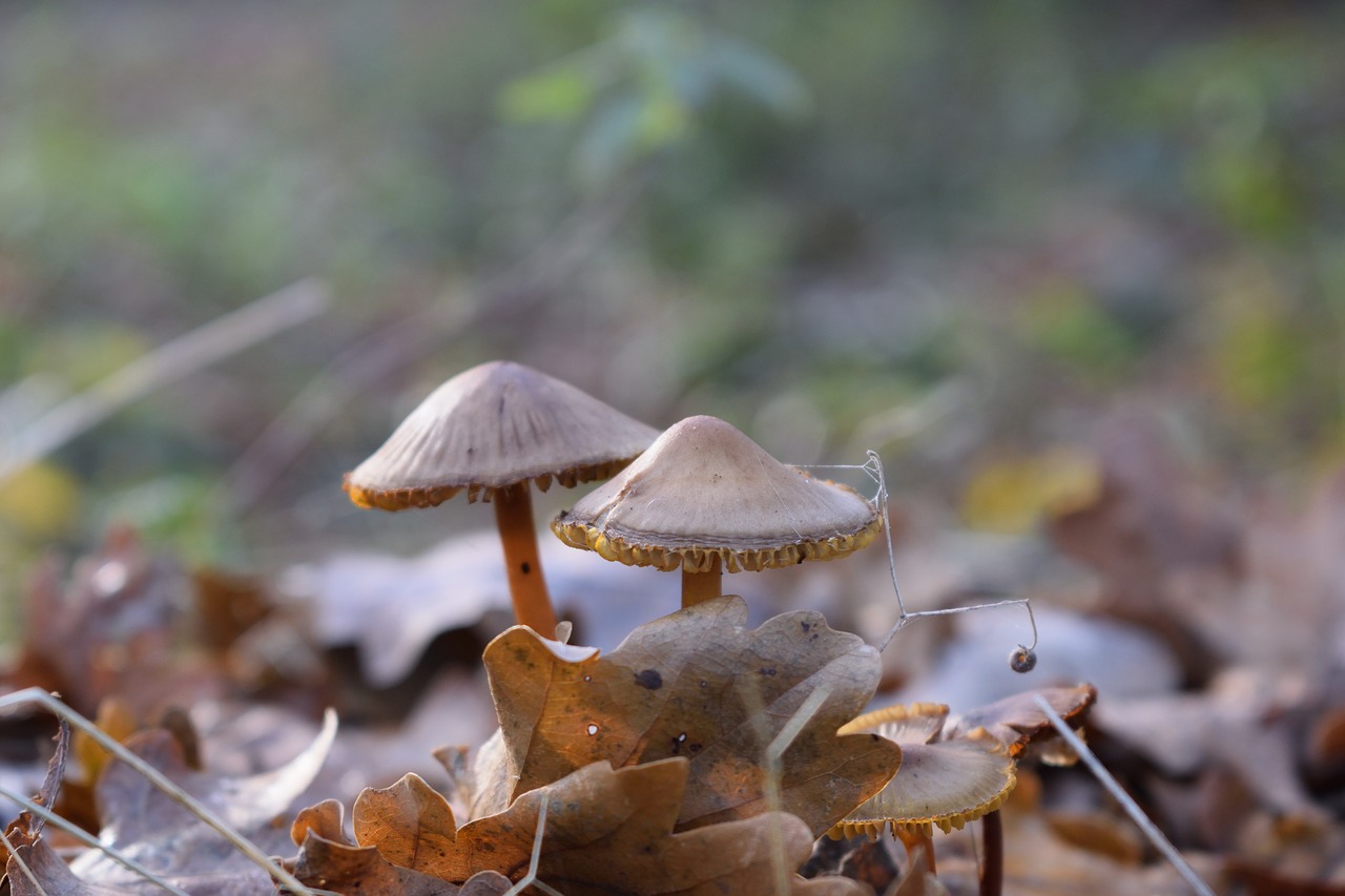 fall mushroom toadstool free photo