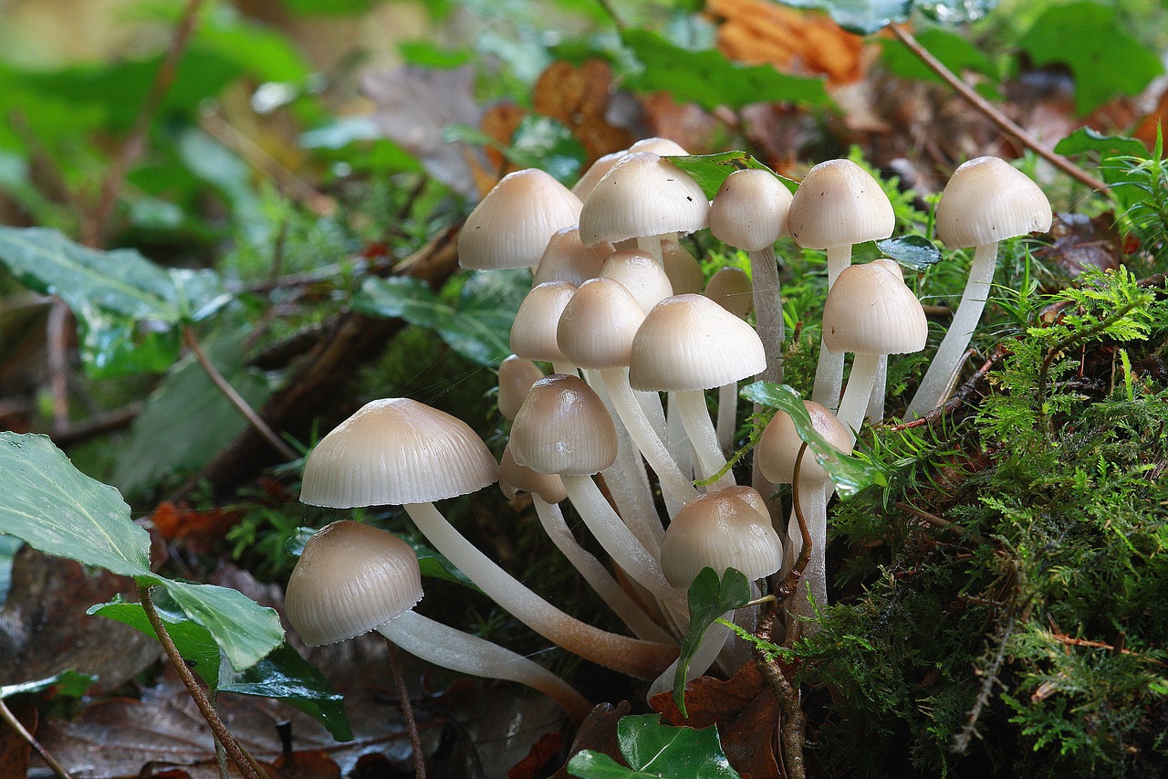 fall mushrooms whites free photo