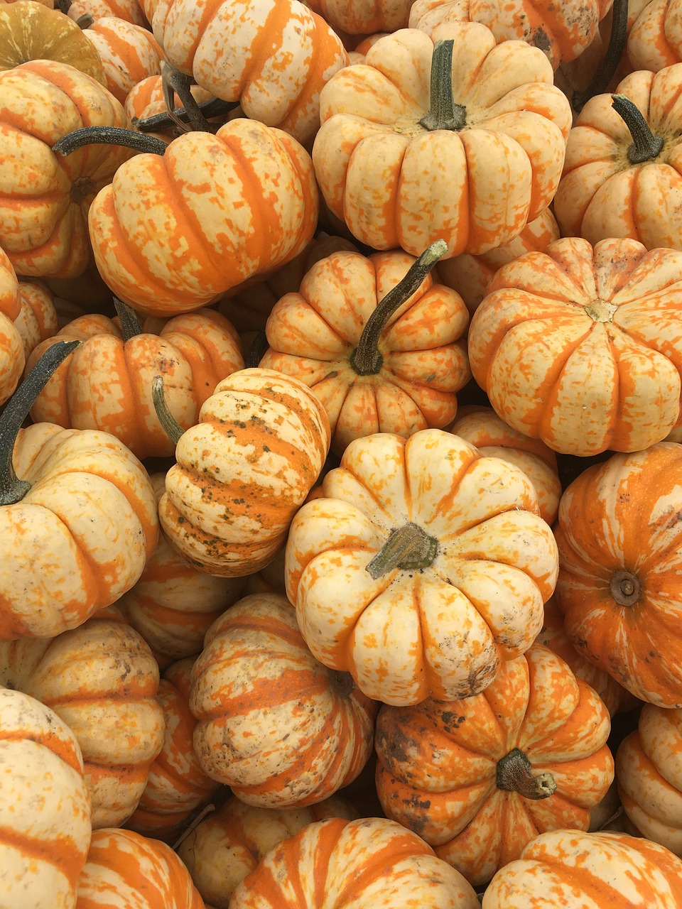 fall orange pumpkin free photo