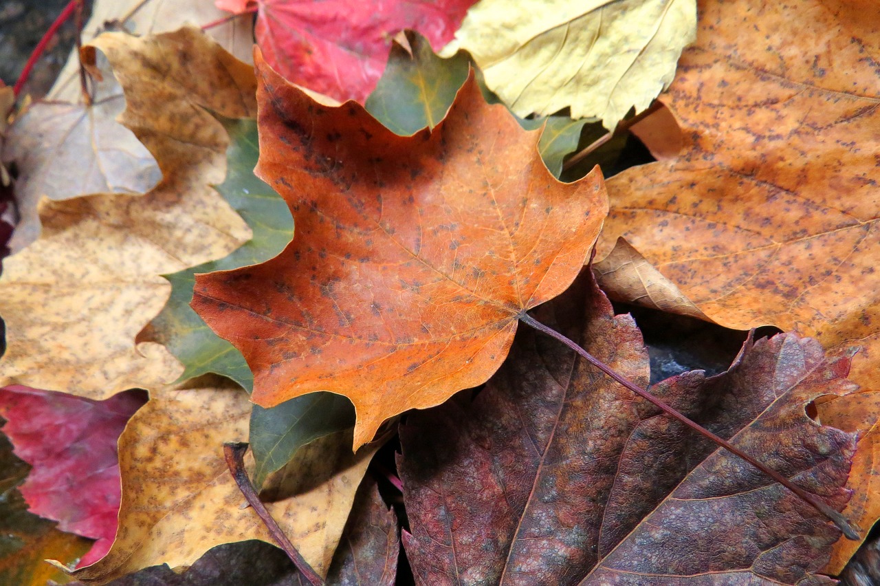 fall leaves leaf free photo