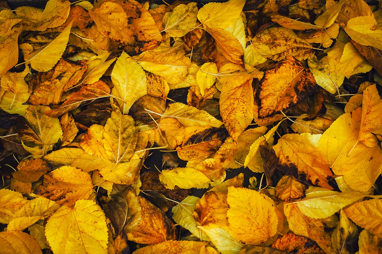 fall autumn background free photo